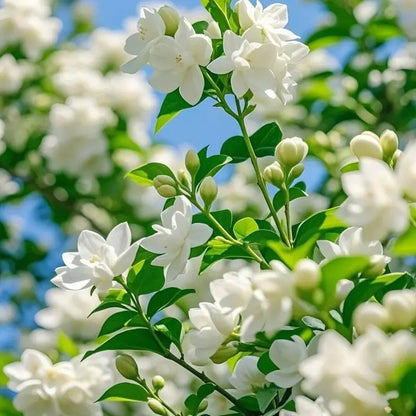 【Seeds】Climbing Jasmine Flower Seeds for Planting-Non-Gmo Jasmine Gardenia Plant Fragrant Flower Garden Home Trailing Jasmine Seeds Summervibes