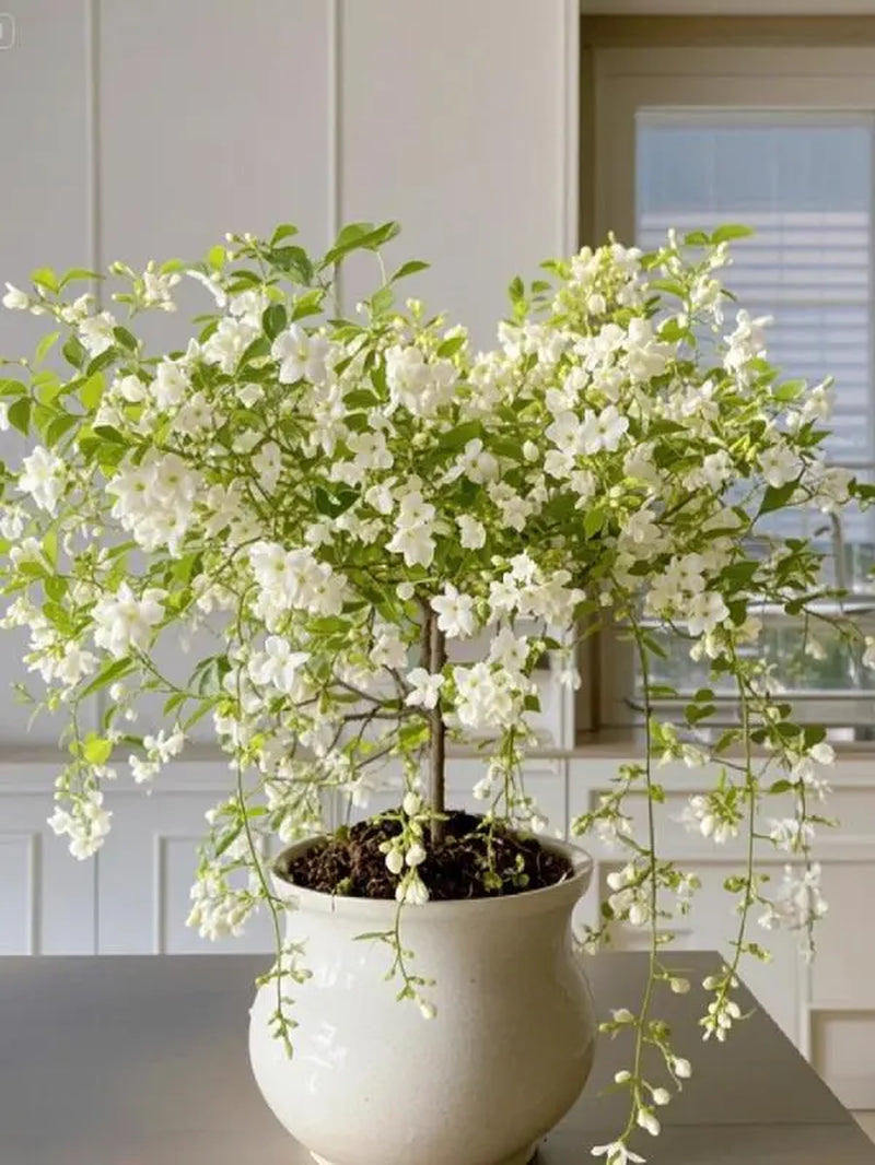 【Seeds】Climbing Jasmine Flower Seeds for Planting-Non-Gmo Jasmine Gardenia Plant Fragrant Flower Garden Home Trailing Jasmine Seeds Summervibes