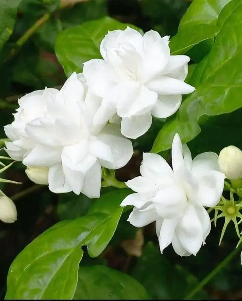 【Seeds】Climbing Jasmine Flower Seeds for Planting-Non-Gmo Jasmine Gardenia Plant Fragrant Flower Garden Home Trailing Jasmine Seeds Summervibes