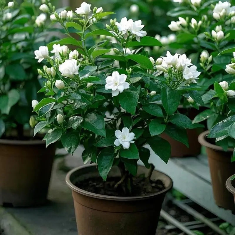 【Seeds】Climbing Jasmine Flower Seeds for Planting-Non-Gmo Jasmine Gardenia Plant Fragrant Flower Garden Home Trailing Jasmine Seeds Summervibes