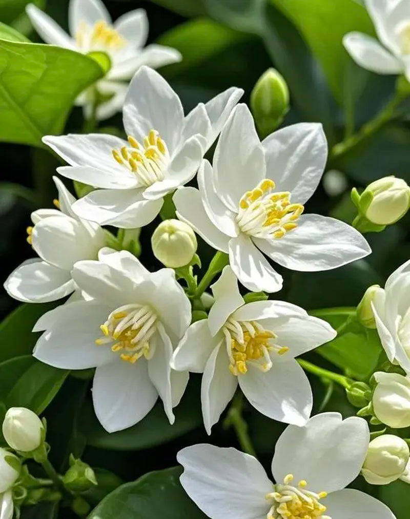 【Seeds】Climbing Jasmine Flower Seeds for Planting-Non-Gmo Jasmine Gardenia Plant Fragrant Flower Garden Home Trailing Jasmine Seeds Summervibes